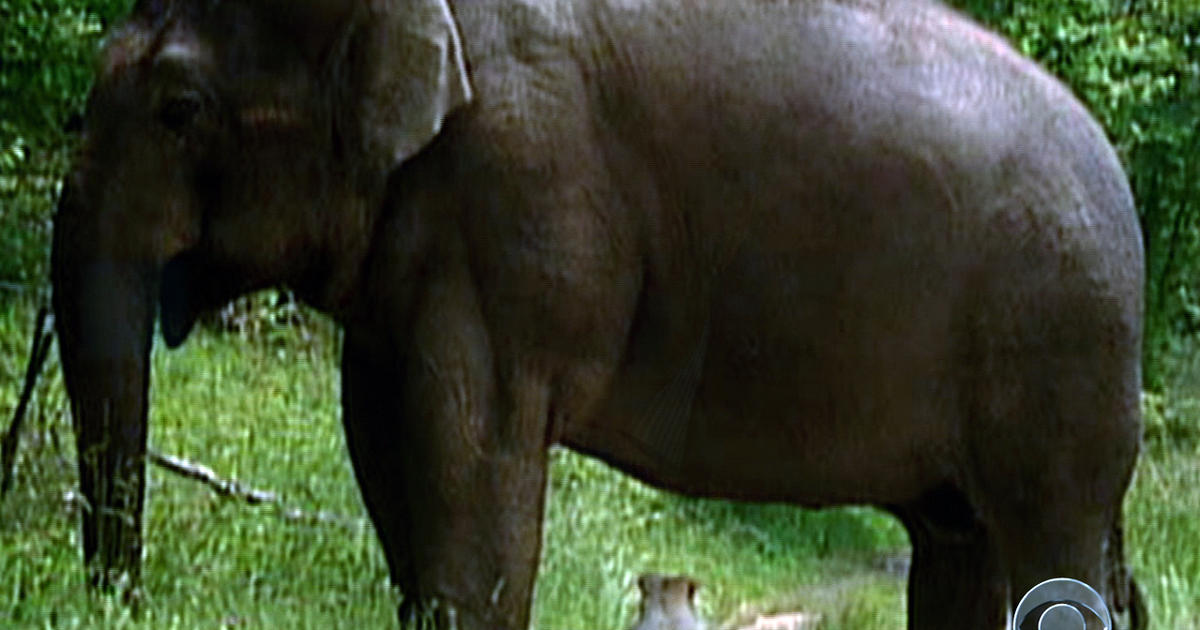 On the Road: Elephant loses man's best friend - CBS News