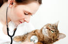 young veterinarian medical examined a cat with a stethoscope 