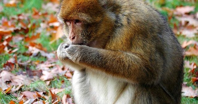 Porky primates may help hefty humans slim down - CBS News