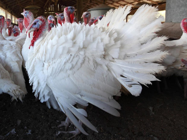 Turkeys Roam On California Farm Ahead Of The Holiday Season 