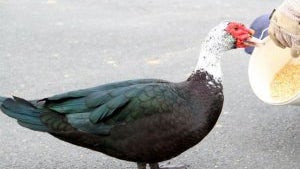 ozzieduck.jpg 