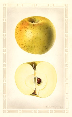 Sunmo_Apple_Ferdinand.jpg 