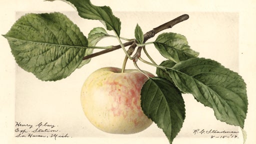 Sunmo_Apple_HenryClay.jpg 