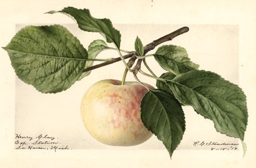 Sunmo_Apple_HenryClay.jpg 