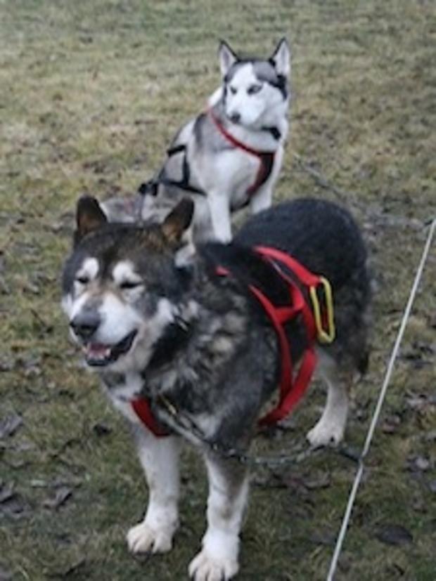 T &amp; O - 1.28.12 - Guide to Dog Sled Demos - huskies-Kenaz-Mara 