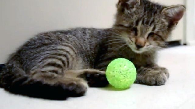 oskar the blind kitten 