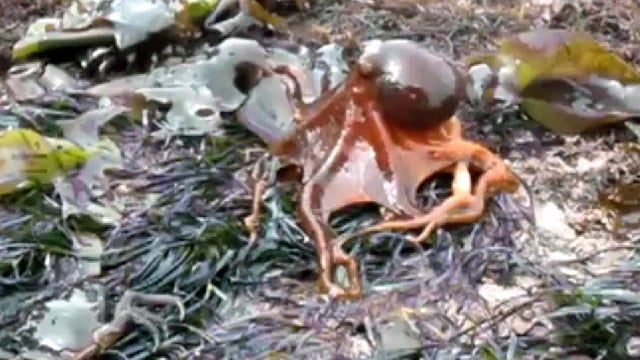 octopus walks on land 