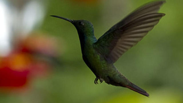 hummingbird_120764250.jpg 