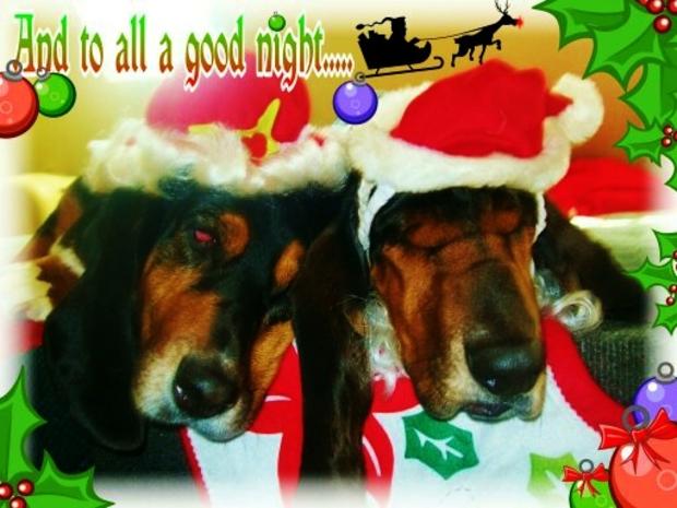 the-holiday-hounds.jpg 