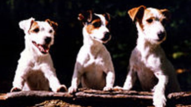 jack-russell-terriers.jpg 