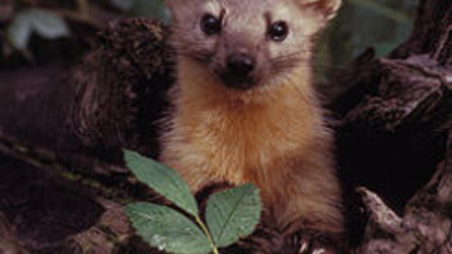 american_marten_a_type_of_weasel,_wikipedia.jpg 