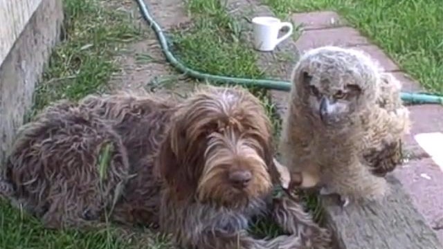owl pets dog 