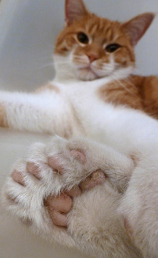 Daniel, the 26-toed cat 