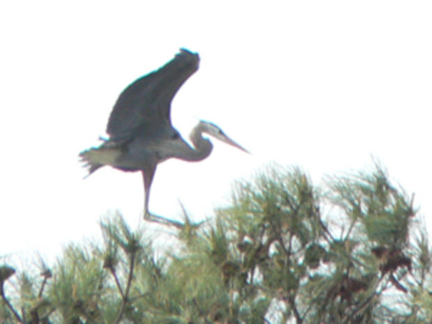 2/4/12 – Travel &amp; Outdoors – Top Winter Birdwatching - Great Blue Heron 