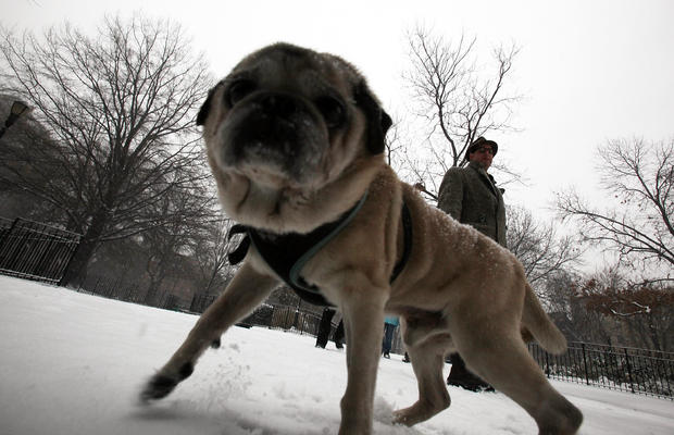 Dog In Snow, Winter 