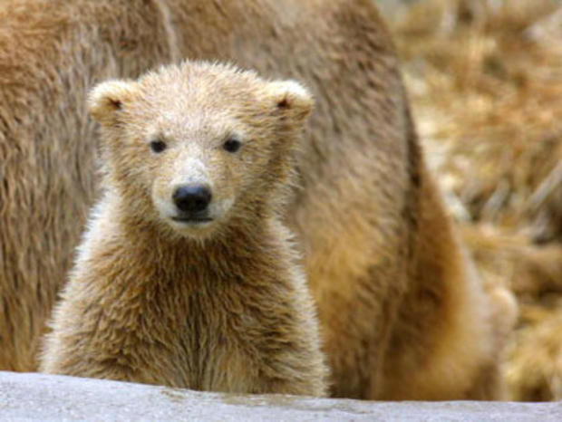 Illinois Zoo's New Polar Bear Cub 
