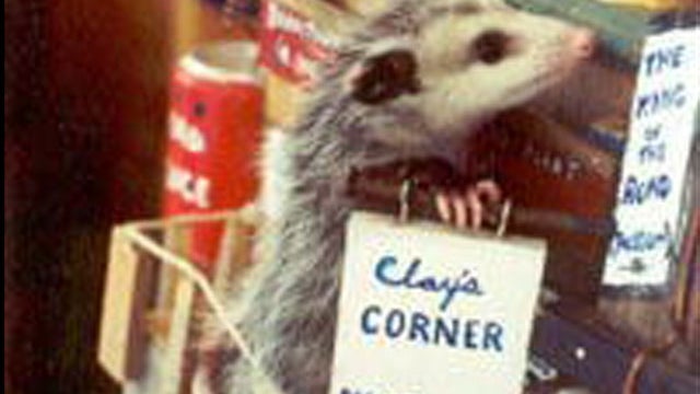 opposum.jpg 