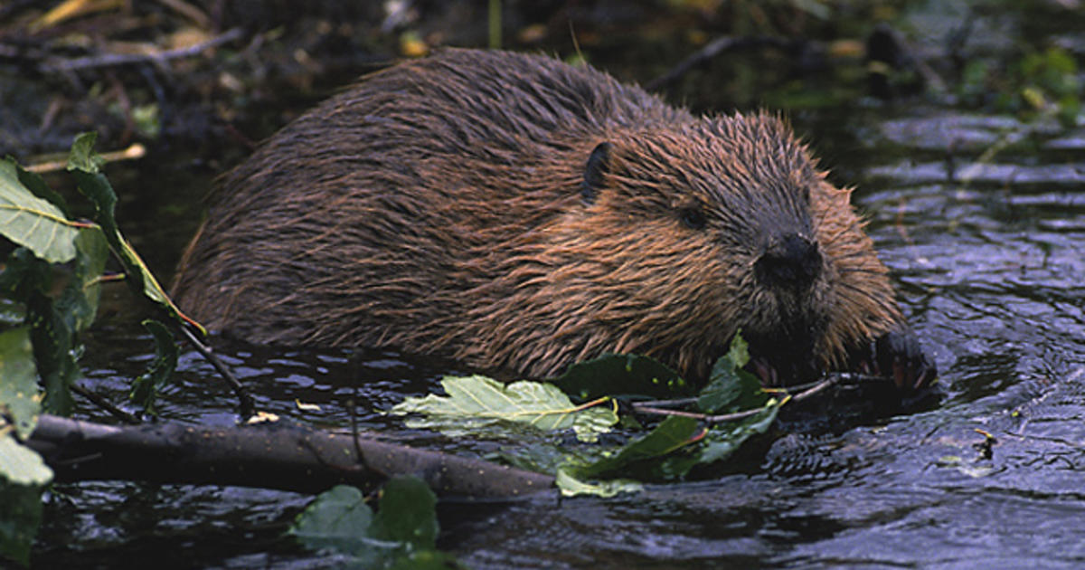 'They Are Drivers Of Resiliency': Researches Say Beavers Are A Boon To ...