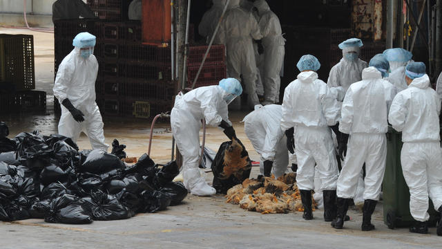 Workers place dead chickens into plastic bags 