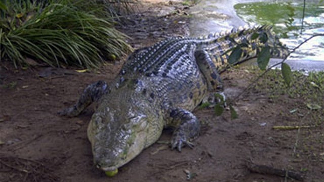 111227-crocodile-image6561591x.jpg 