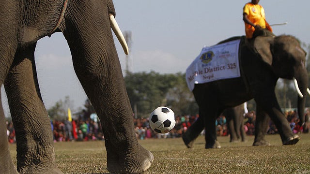 Elephants play an exhibition soccer match at the elephant festival in Sauraha, Chitwan, 106 miles south of Katmandu, Nepal, Dec. 28, 2011.  