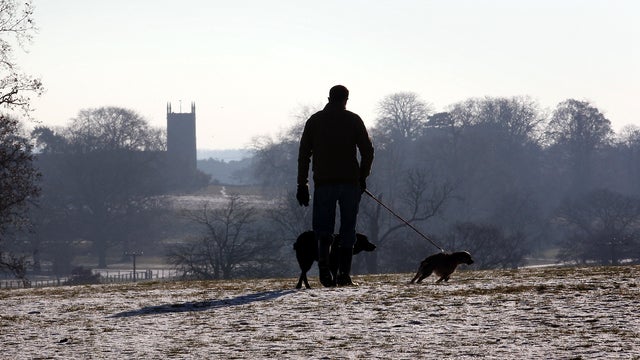 A man walks with his dogs on Sandringham estate Dec. 25, 2010, in Sandringham, England. 