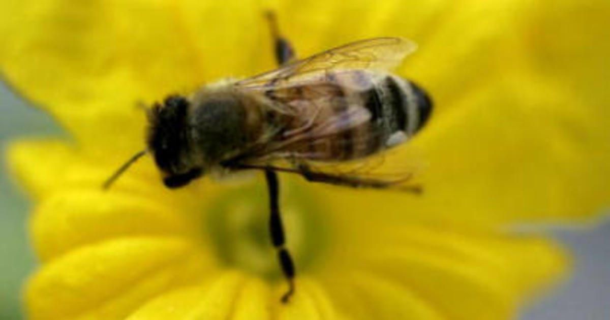 Sfsu Researchers Parasite Fly Turns Bees Into Zombies Cbs San Francisco