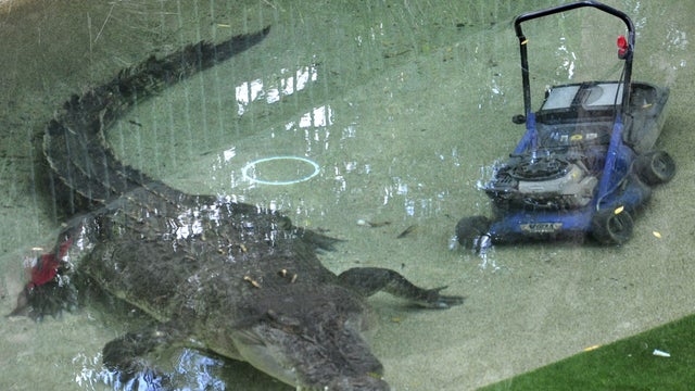 kleptocroc_storyjpg.jpg 