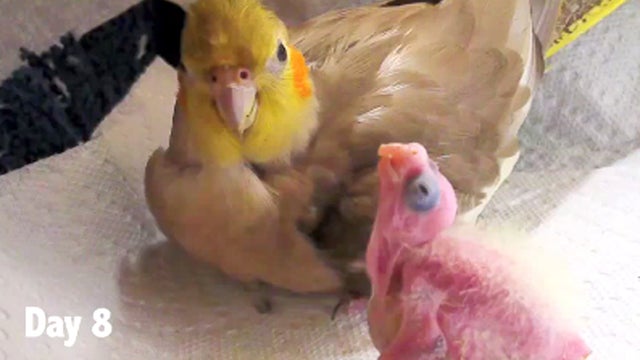 Baby_Cockatiel_copy.jpg 