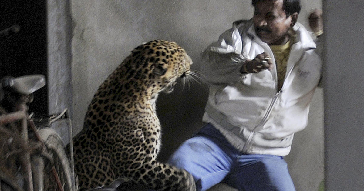 Leopard kills man in India, scalps another - CBS News