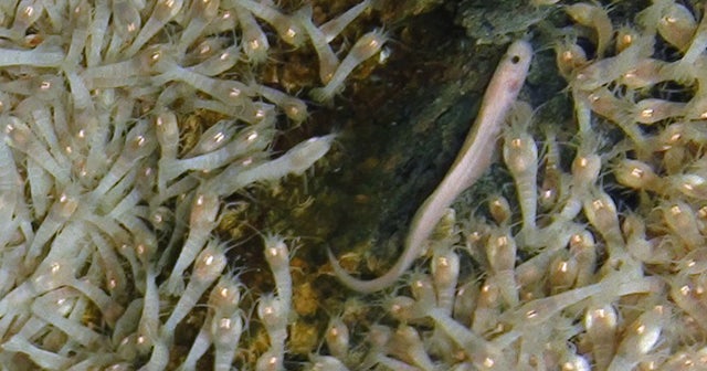 Possibly the strangest shrimp ever discovered - CBS News
