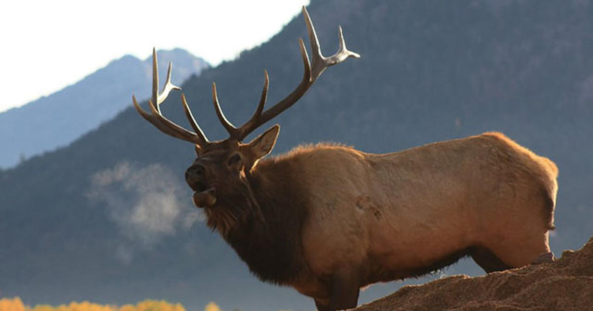Get Ready For A Virtual Elk Fest In Estes Park CBS Colorado