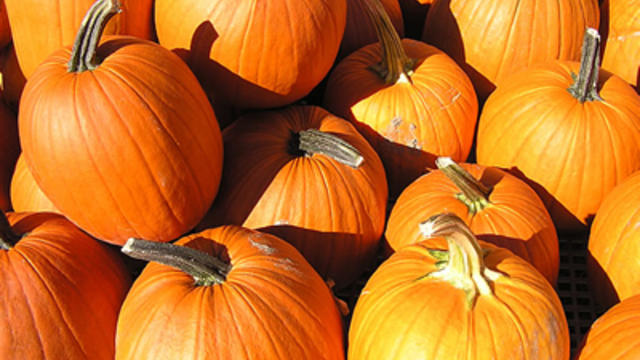 pumpkins.jpg 