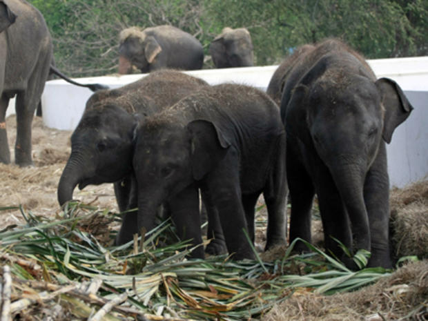 Asian elephants at a reserve in Thailand 