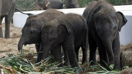 Asian elephants at a reserve in Thailand 