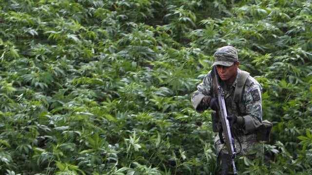 Mexico, marijuana, drug war, drug trade, cartel, army, Culiacan 