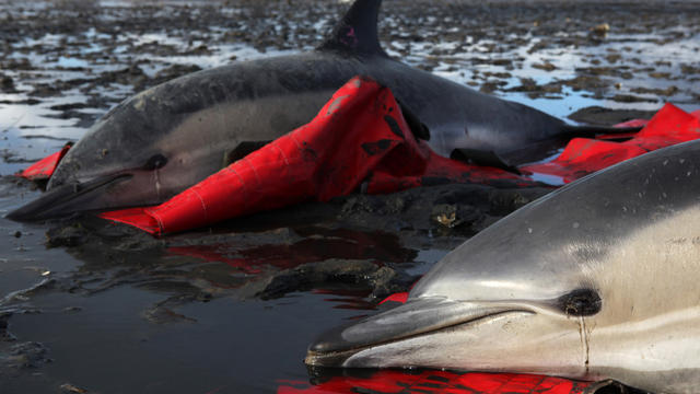 Two stranded dolphins about to be transported to waiting vehicle by team from International Fund for Animal Welfare at Herring River in Wellfleet, Mass. earlier this month 