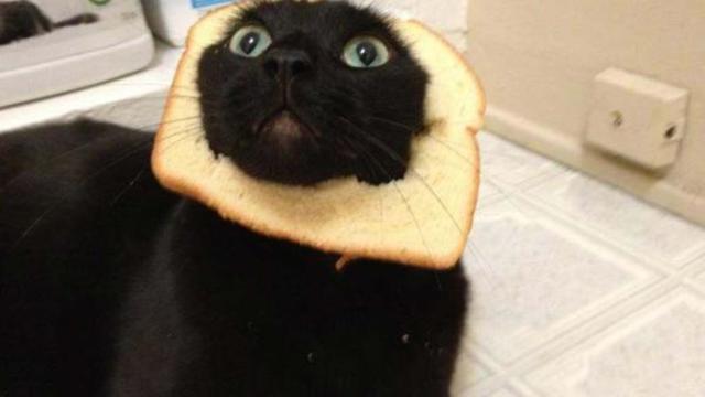 cat-bread.jpg 