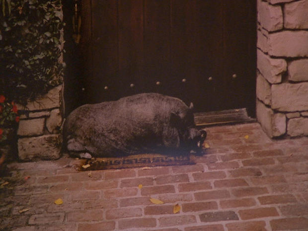 A photo of George Clooney's beloved pet pig, Max 