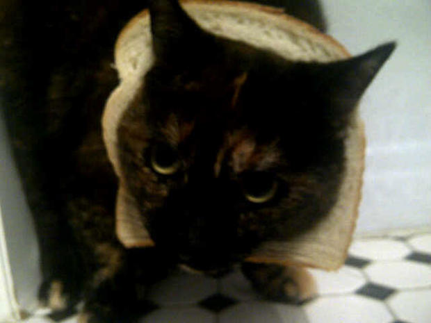 breading-cats-020.jpg 