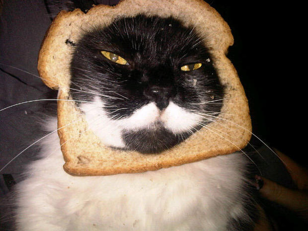 breading-cats-1-1024.jpg 