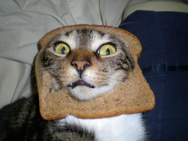 breading-cats-025.jpg 