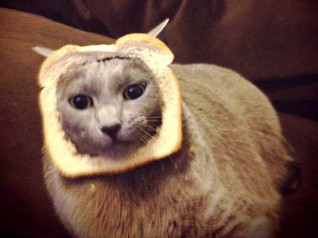 breading-cats-q013.jpg 