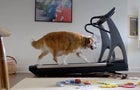 Volkswagen super bowl ad - chubby dog 