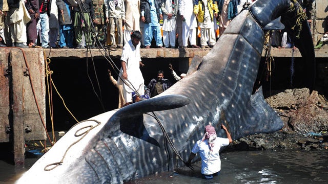 Fishermen reel in 40-foot whale shark