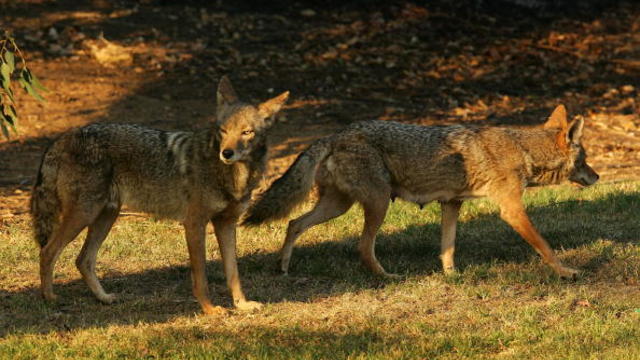 coyote-getty.jpg 
