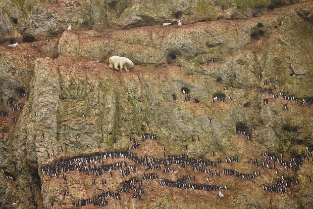 shows a male polar bear climbing precariously on the face of a cliff above the ocean at Ostrova Oranskie 