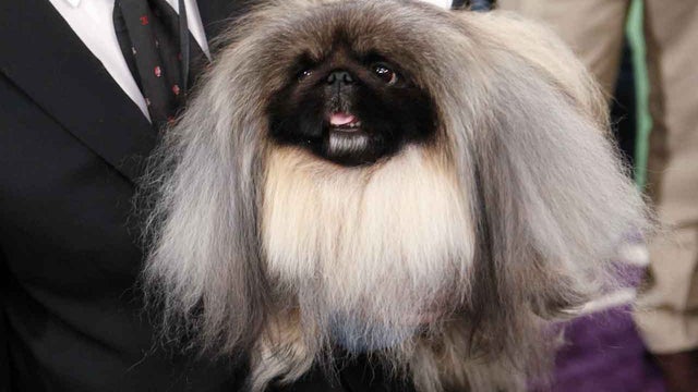 Westminster Kennel Club, dog show,Malachy, Pekingese 