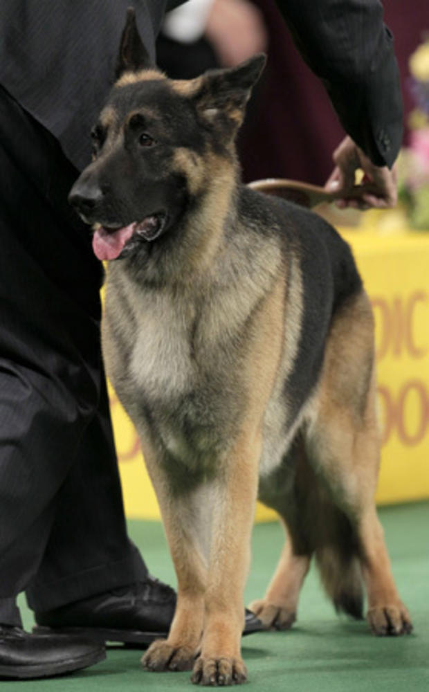 A German shepard named Cappy competes at the 136th annual Westminster Kennel Club dog show 