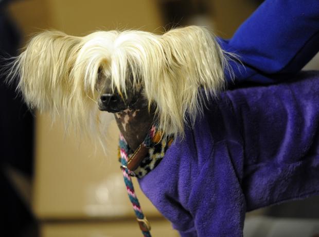 Clara, a Chinese Crested  in the staging area 